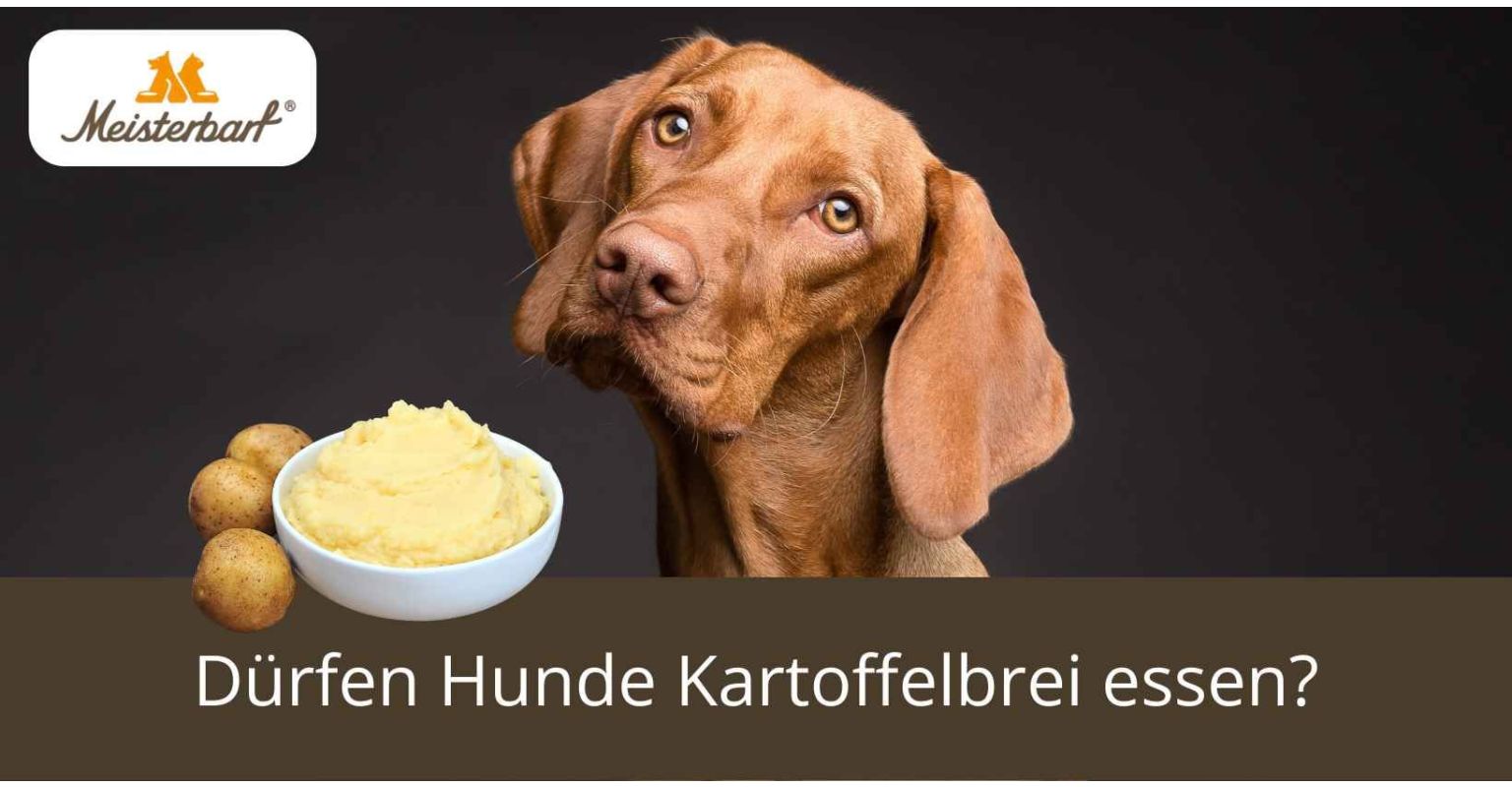 Dürfen Hunde Kartoffelbrei essen?