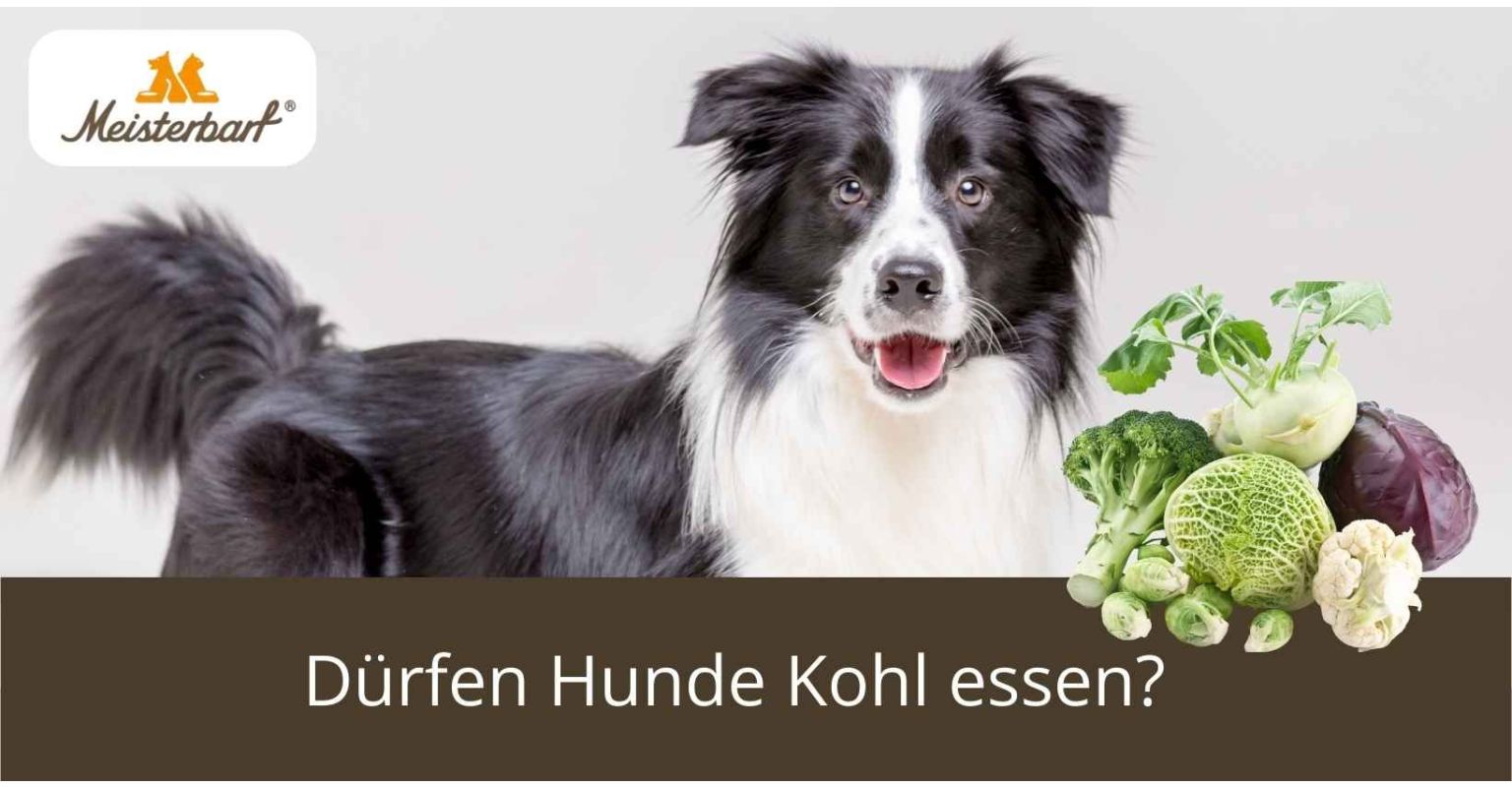 Dürfen Hunde Kohl essen?