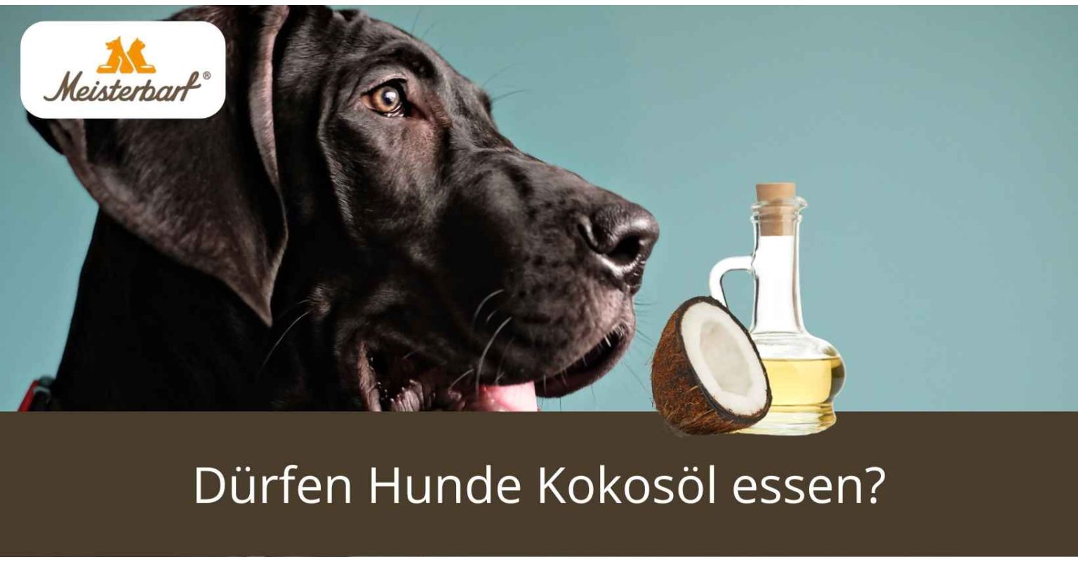 Dürfen Hunde Kokosöl essen?