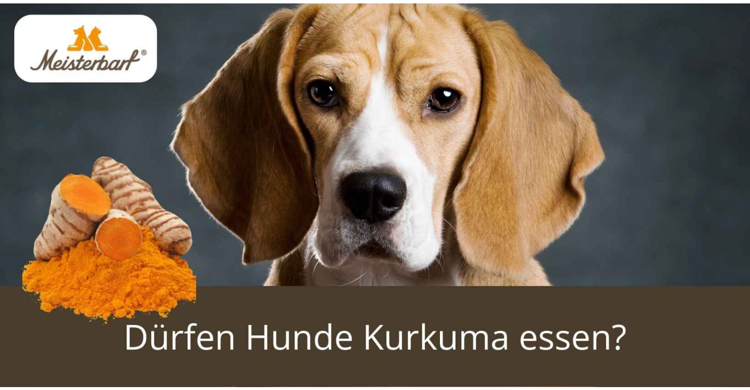 Dürfen Hunde Kurkuma essen?