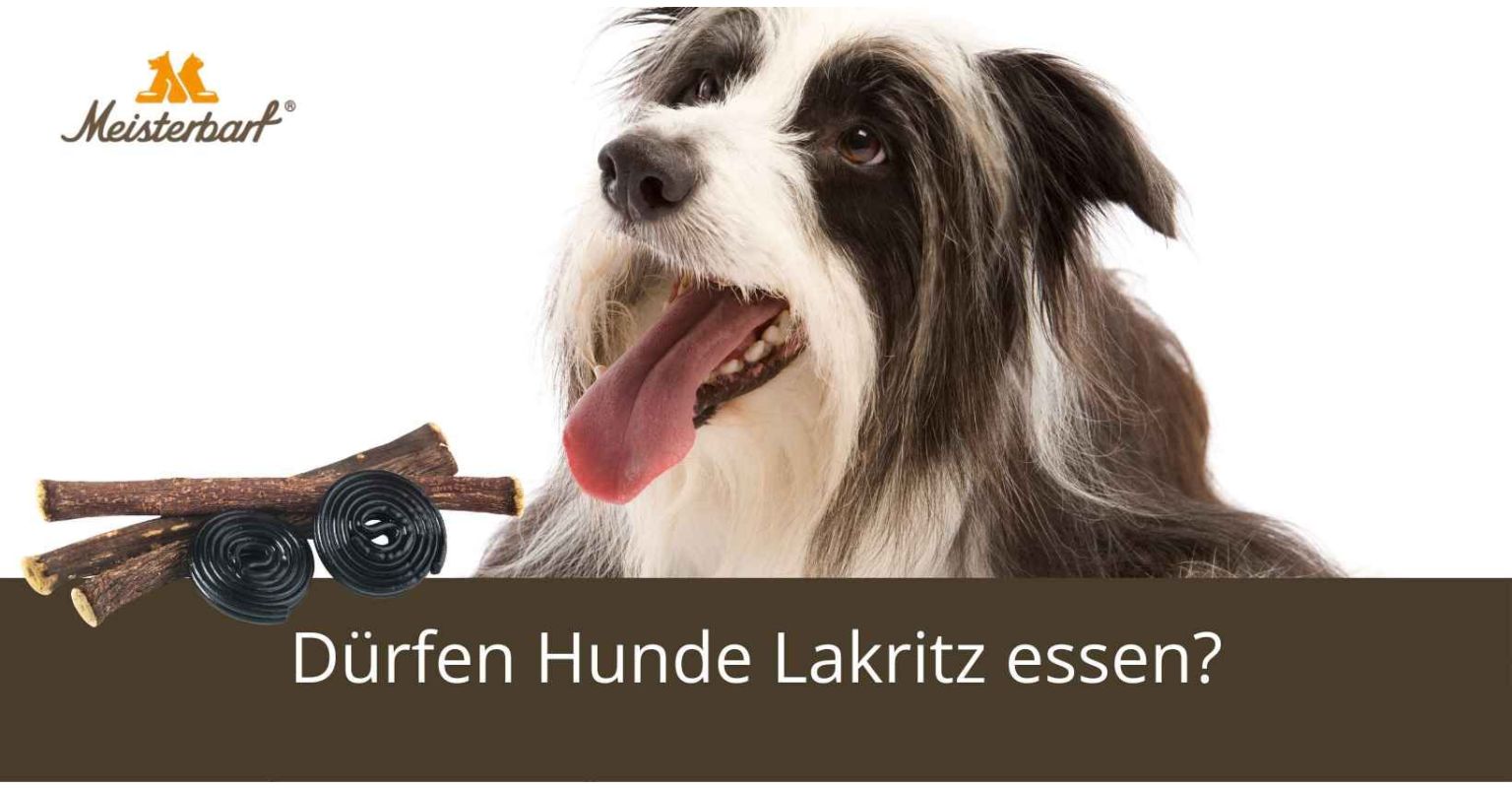 Dürfen Hunde Lakritz essen?
