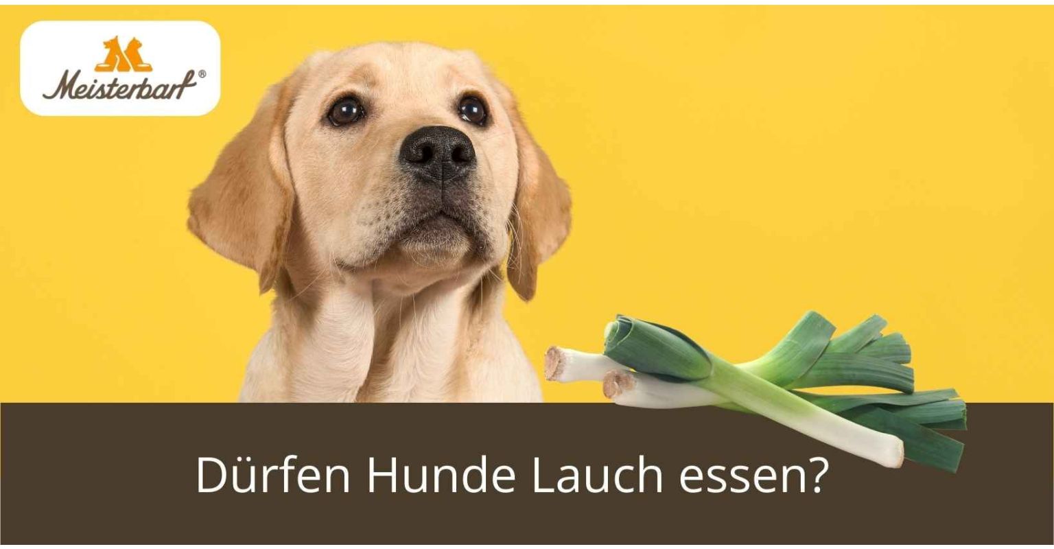 Dürfen Hunde Lauch essen?