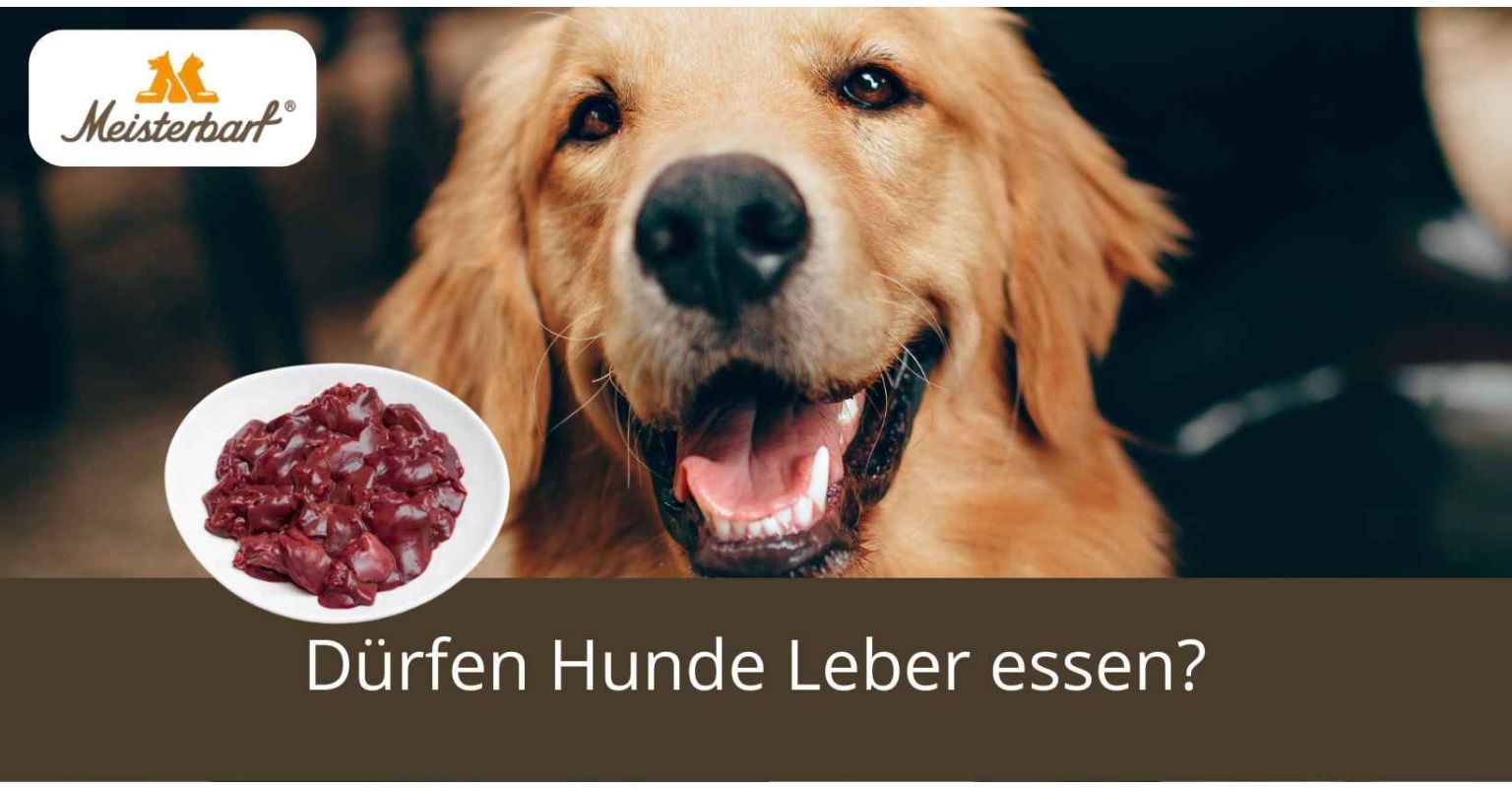 Dürfen Hunde Leber essen?