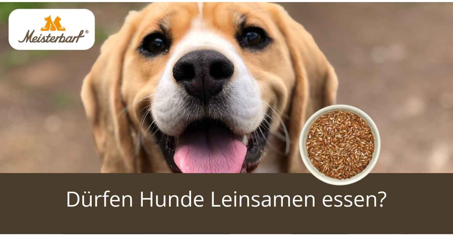 Dürfen Hunde Leinsamen essen?