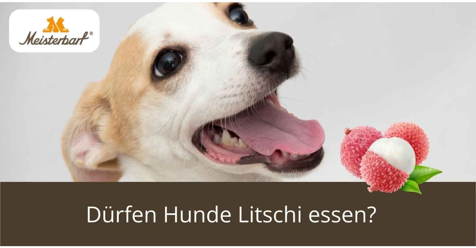 Dürfen Hunde Litschi essen?