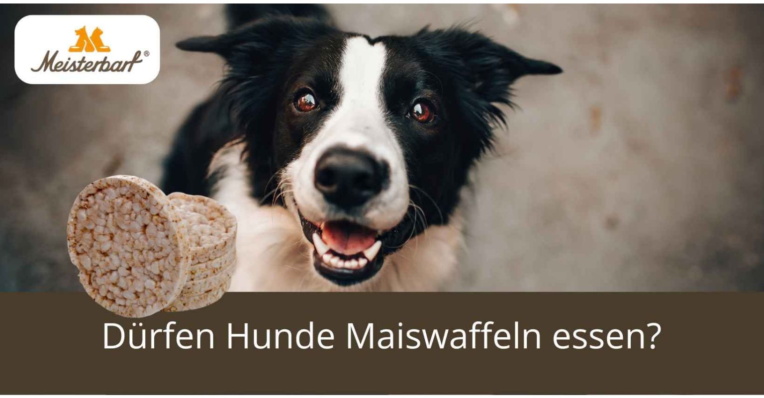 Dürfen Hunde Maiswaffeln essen?