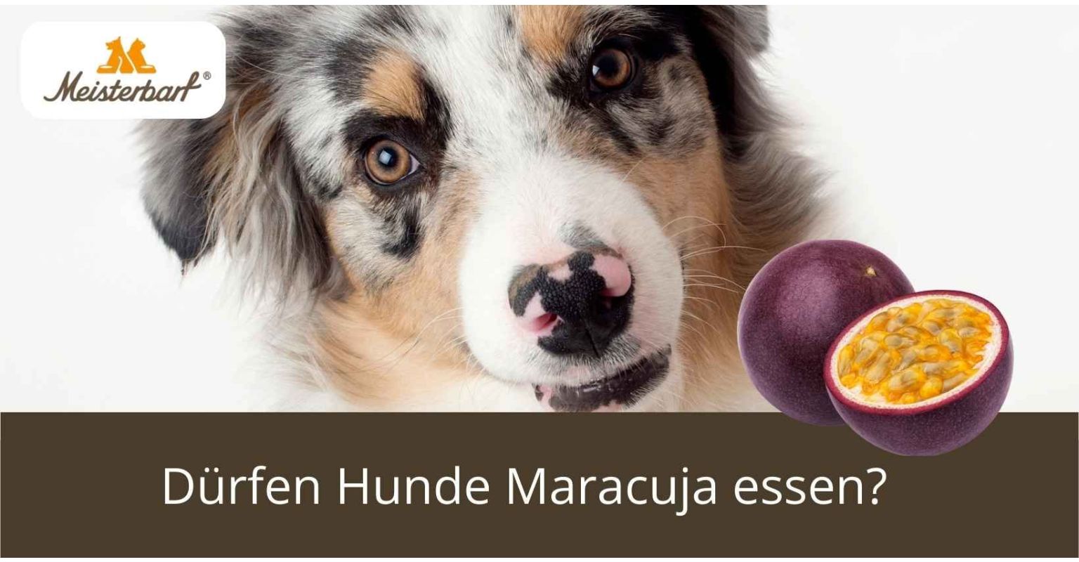 Dürfen Hunde Maracuja essen?