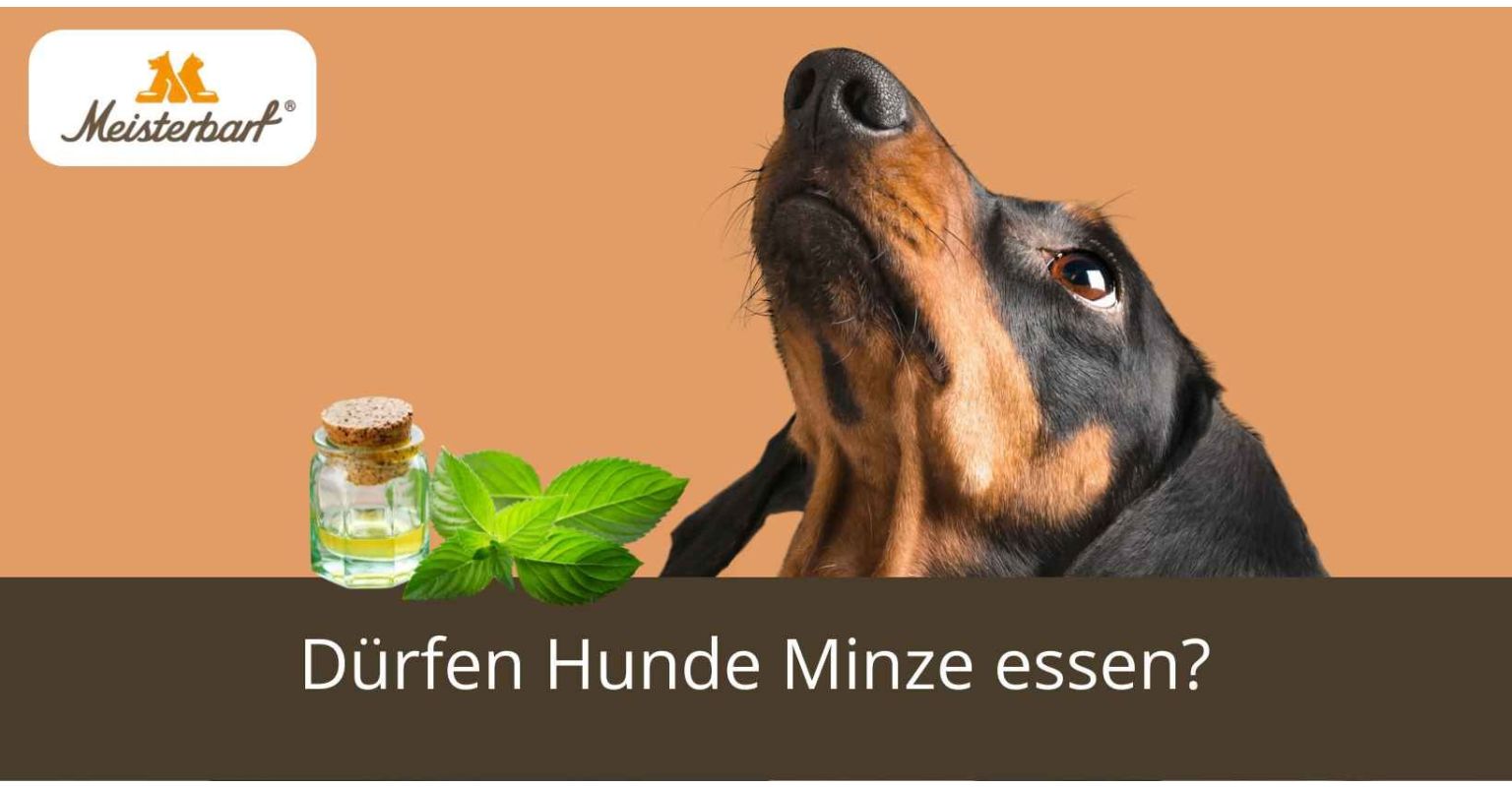 Dürfen Hunde Minze essen?