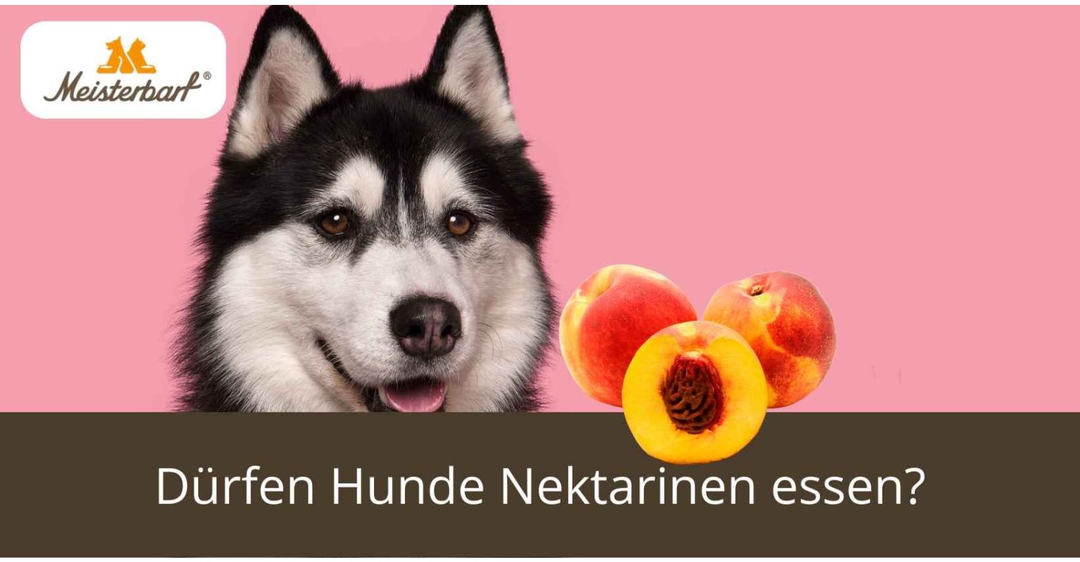 Dürfen Hunde Nektarinen essen?