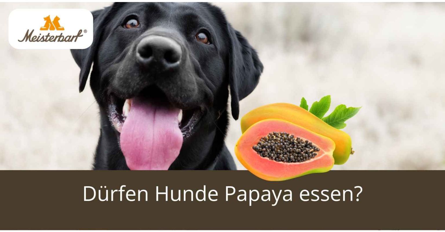 Dürfen Hunde Papaya essen?