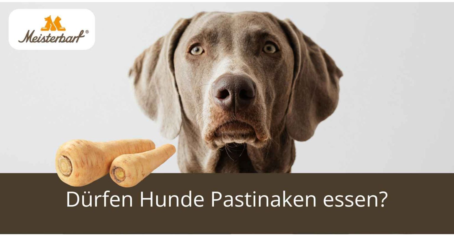 Dürfen Hunde Pastinaken essen?