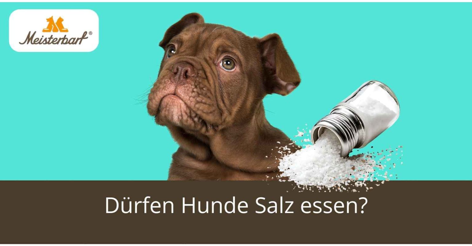 Dürfen Hunde Salz essen?