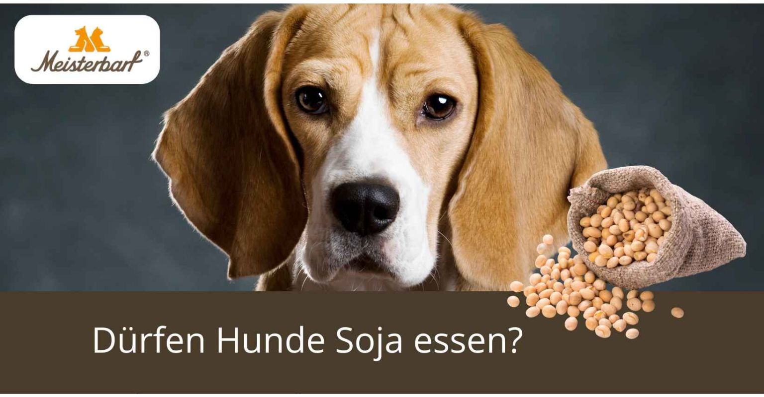 Dürfen Hunde Soja essen?