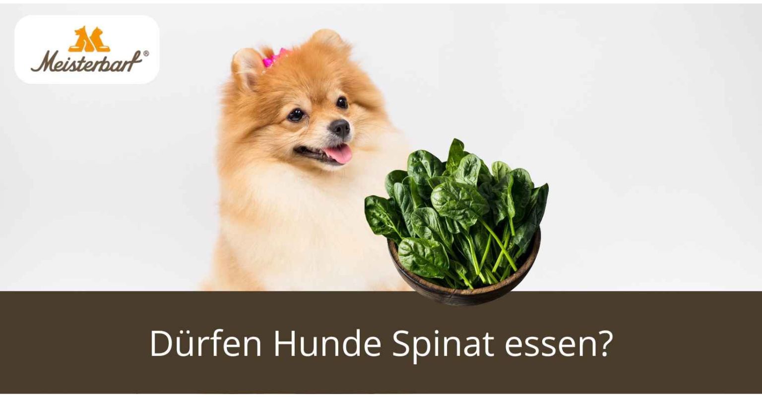 Dürfen Hunde Spinat essen?