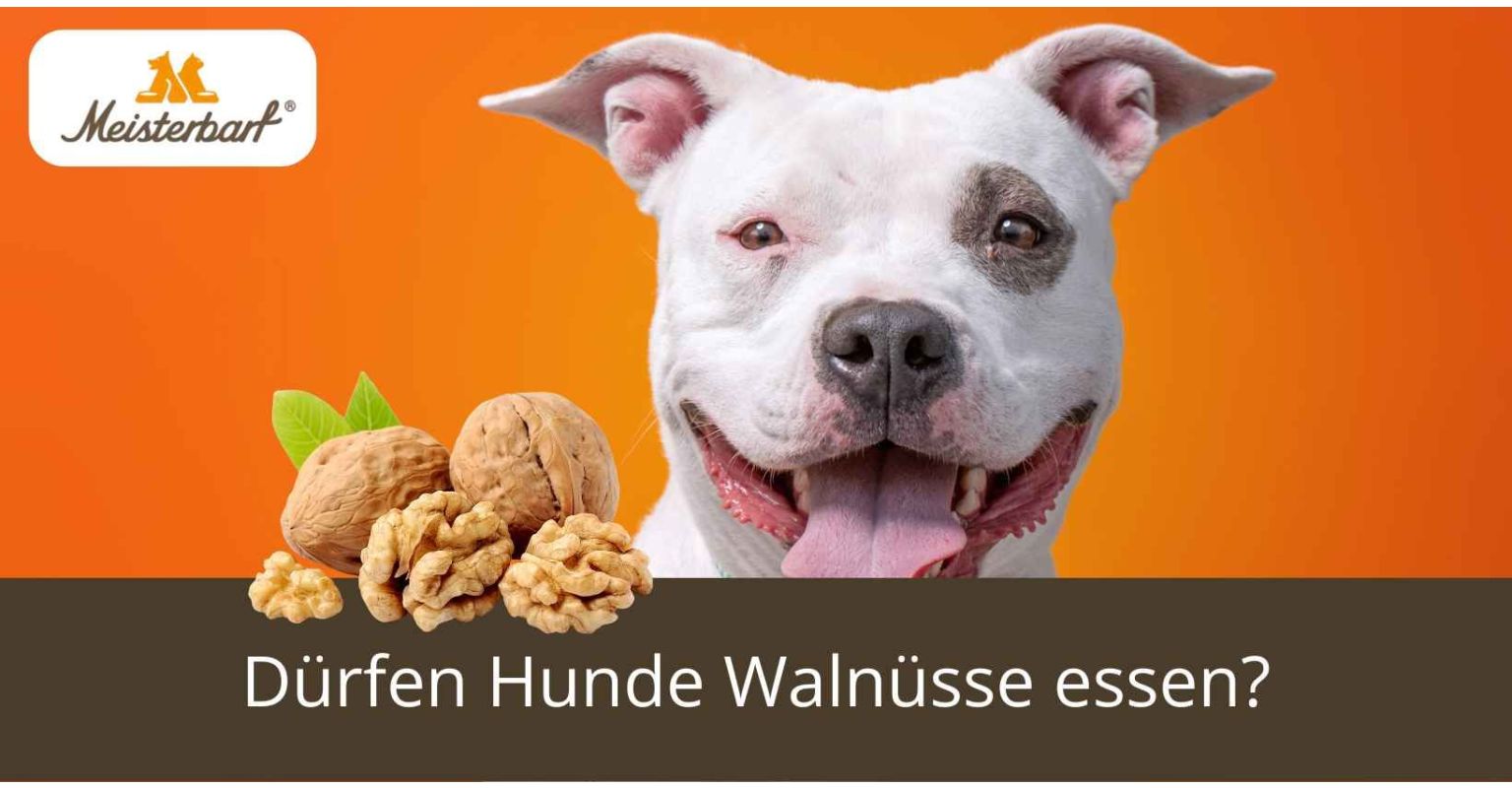 Dieses Bild zeigt Walnüsse, die Hunde essen dürfen.