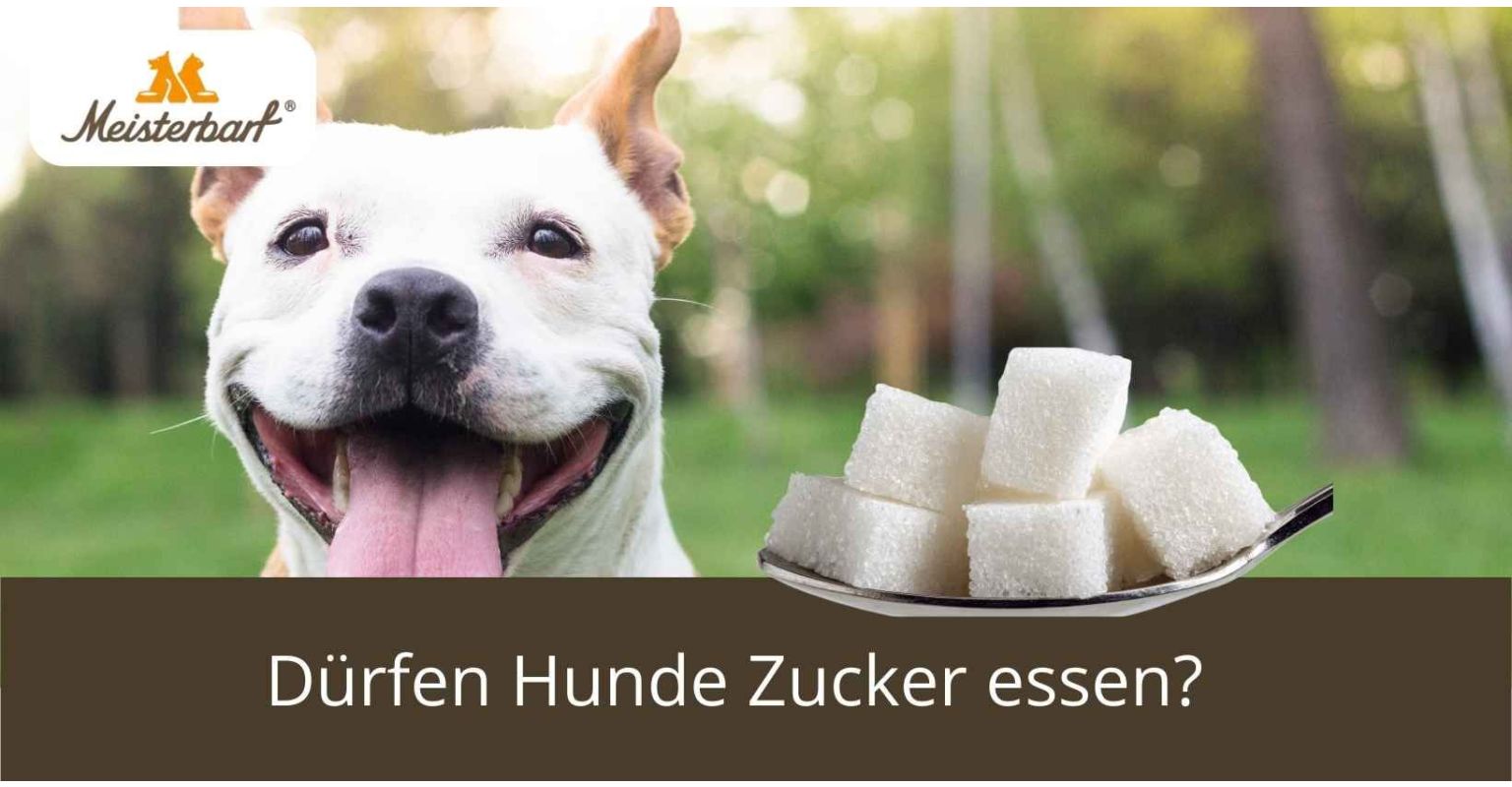 Dürfen Hunde Zucker essen?