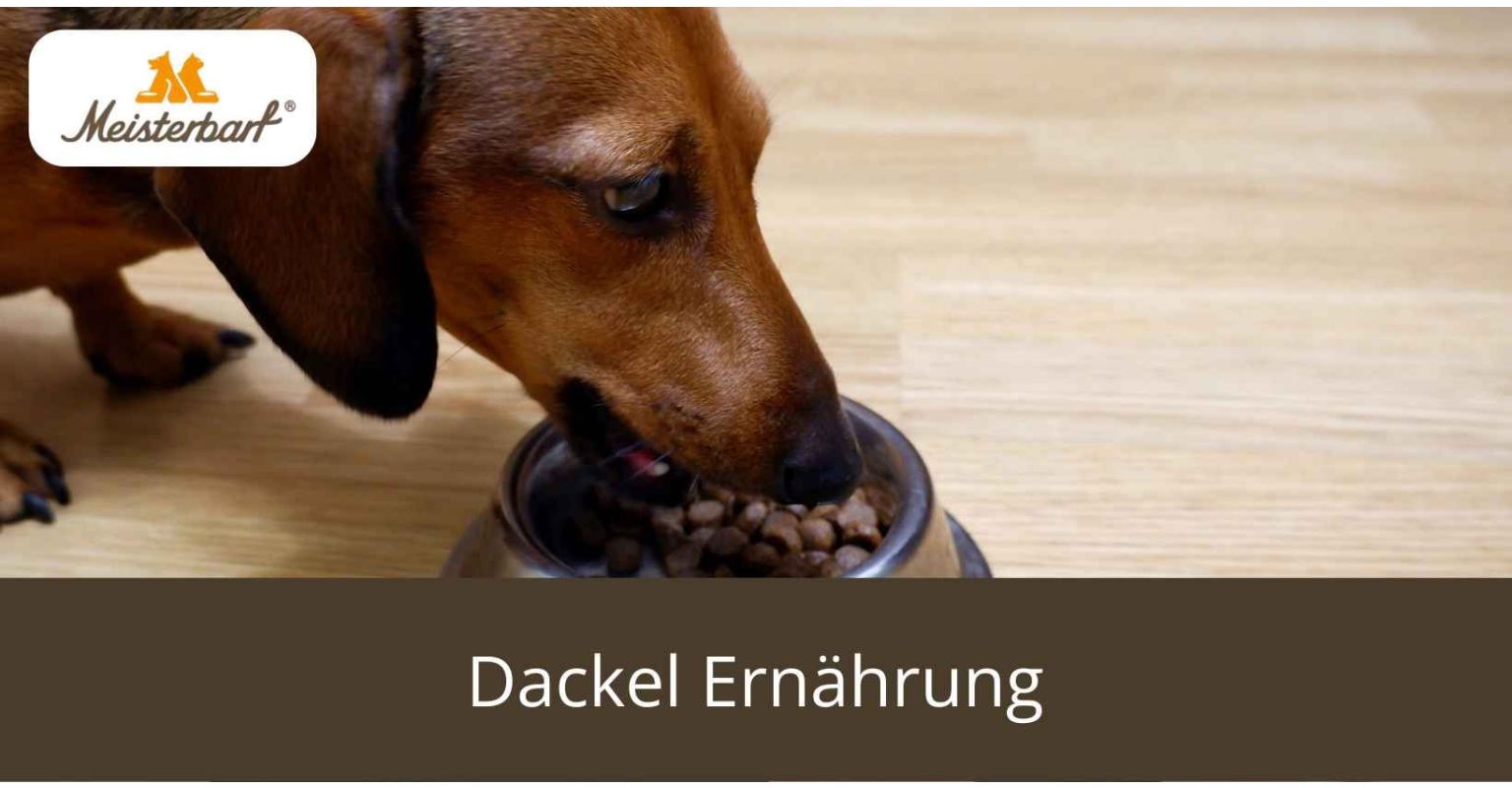 Dieses Bild zeigt die Dackel Ernährung