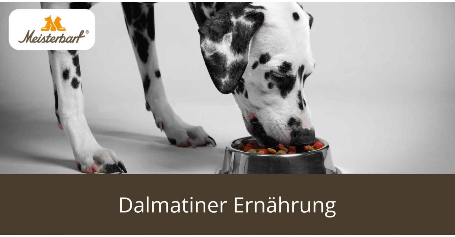 Dalmatiner Ernährung: Bestandteile, Arten & Mengen Tabellen