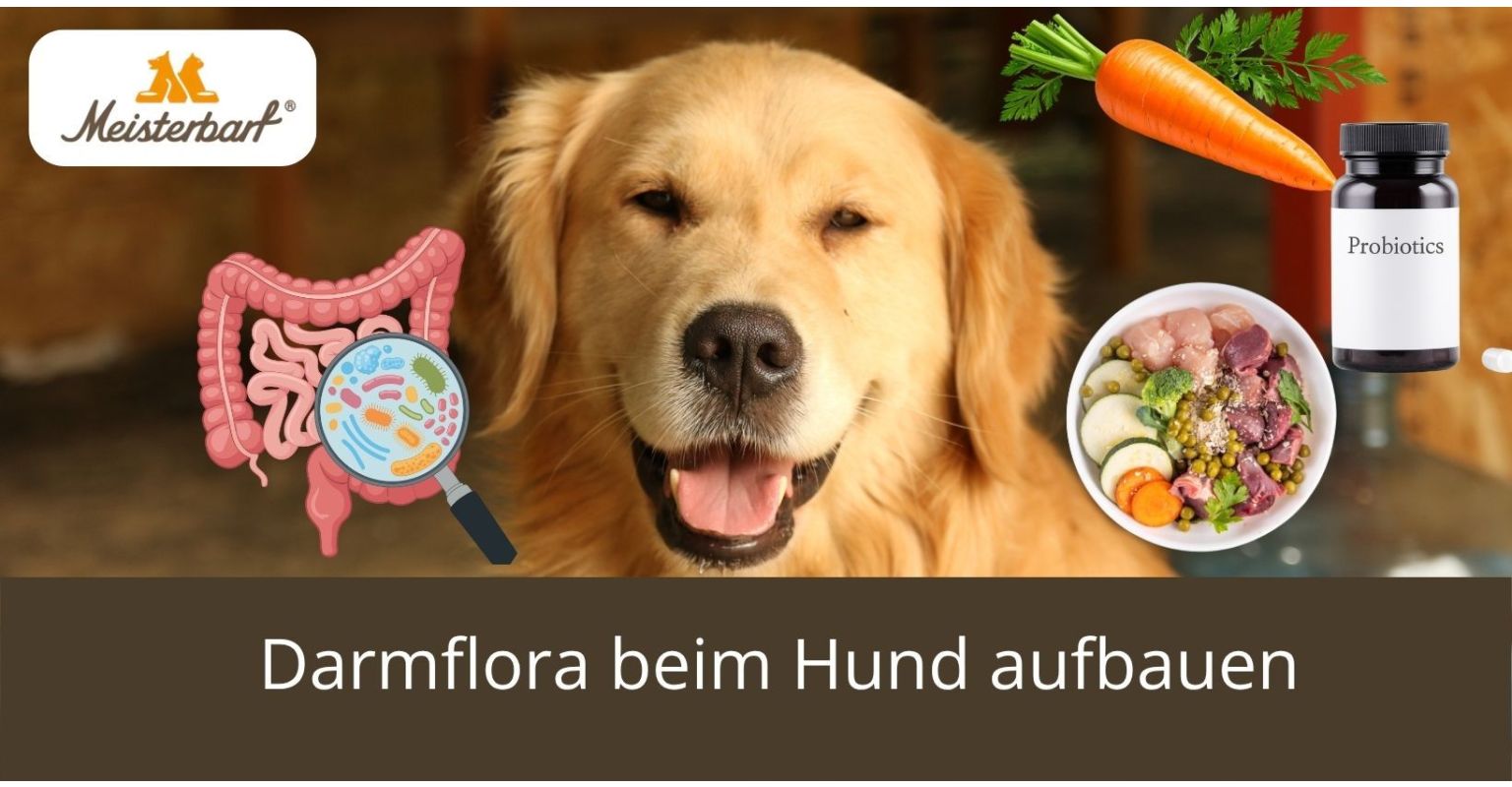 Darmflora beim Hund aufbauen: Wie geht das?