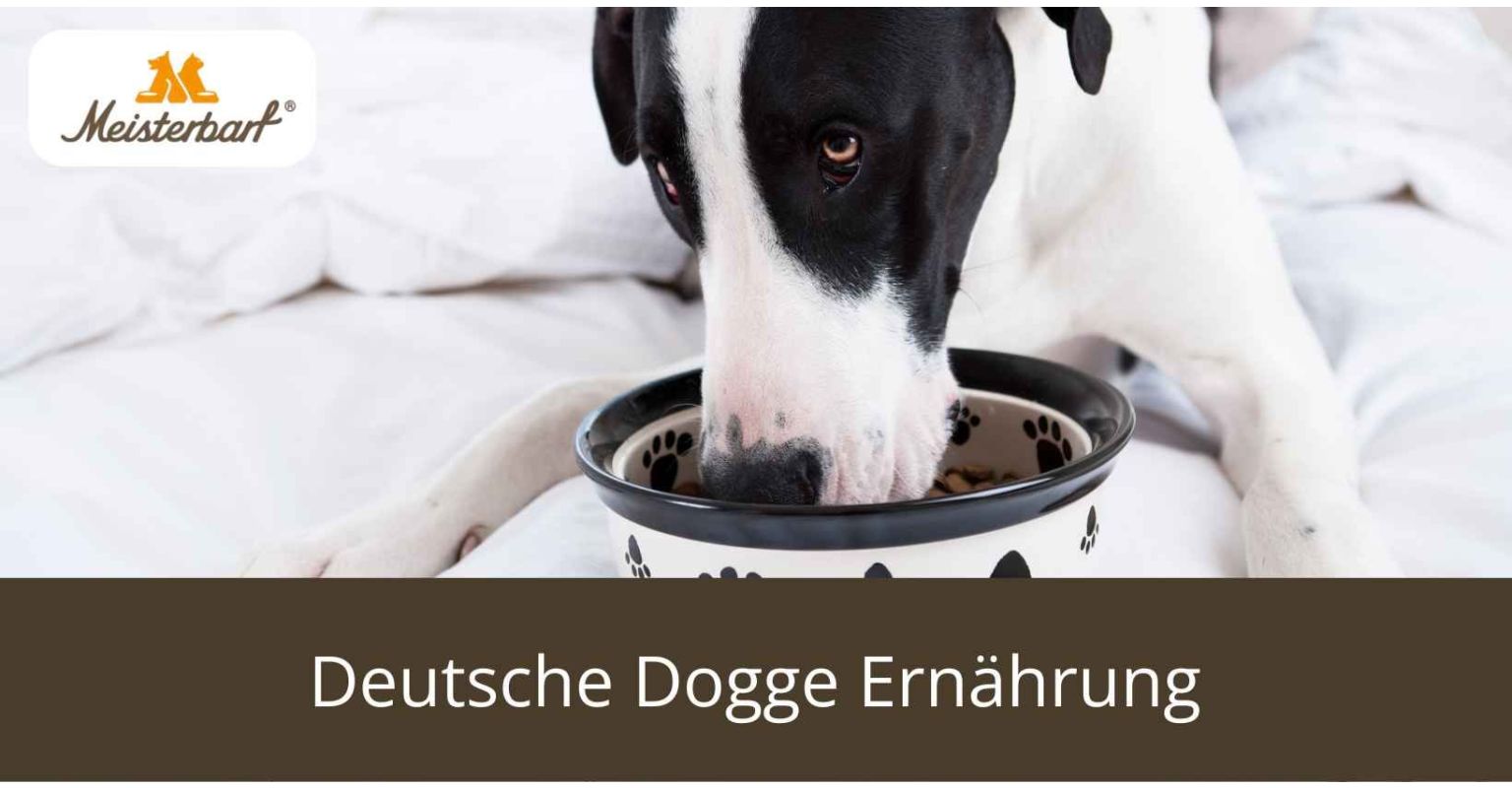 Dieses Bild zeigt die Deutsche Dogge Ernährung