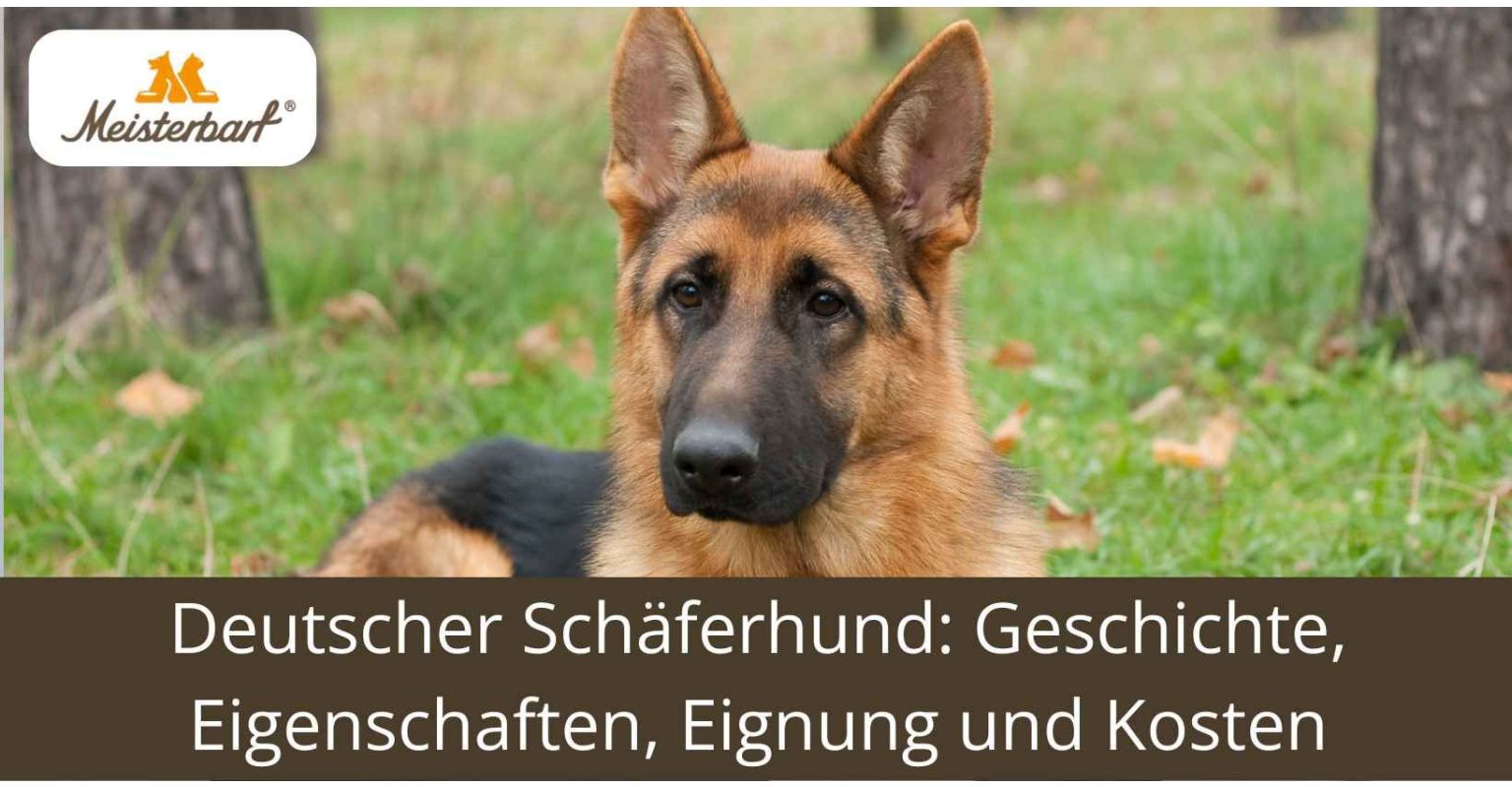 Deutscher Schäferhund: Geschichte, Eigenschaften, Eignung und Kosten
