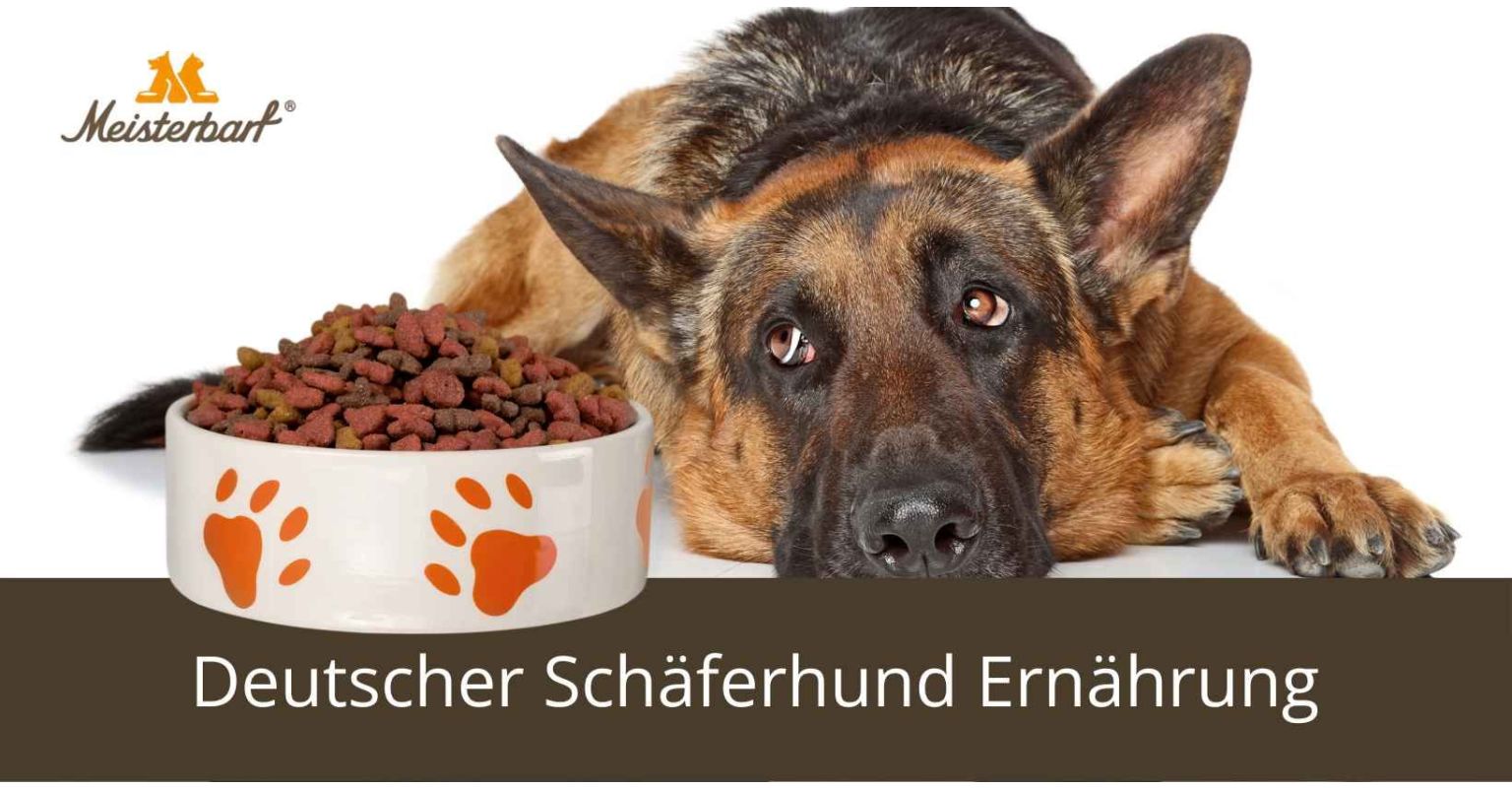 Dieses Bild zeigt die Deutsche Schäferhund Ernährung