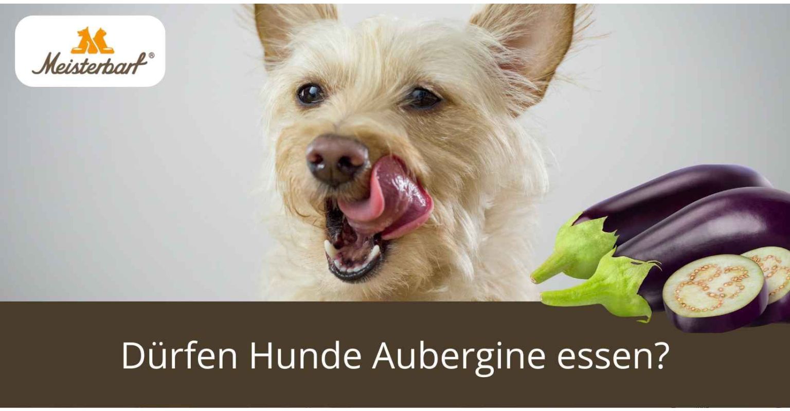 Dürfen Hunde Aubergine essen?