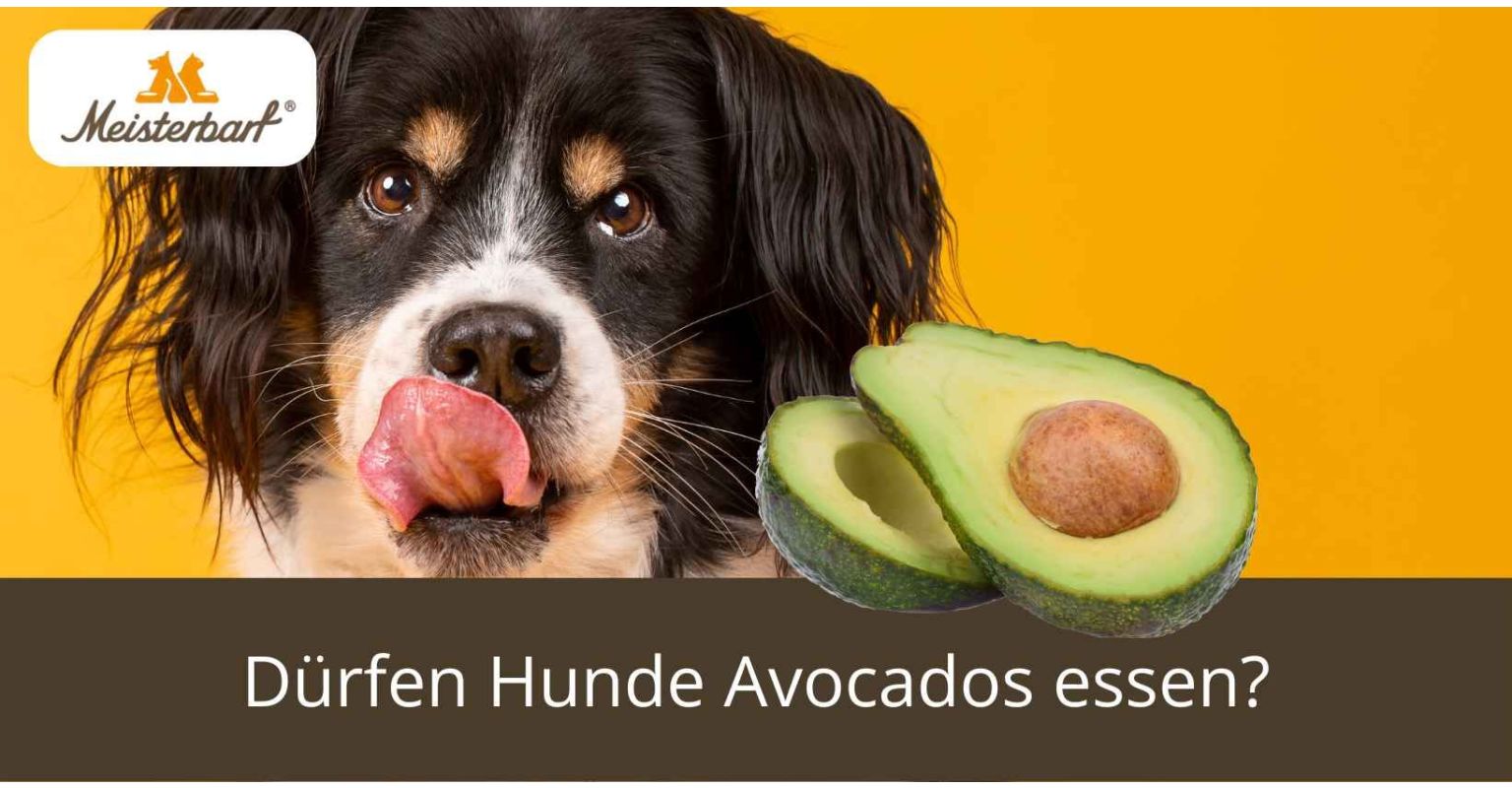 Dürfen Hunde Avocados essen?