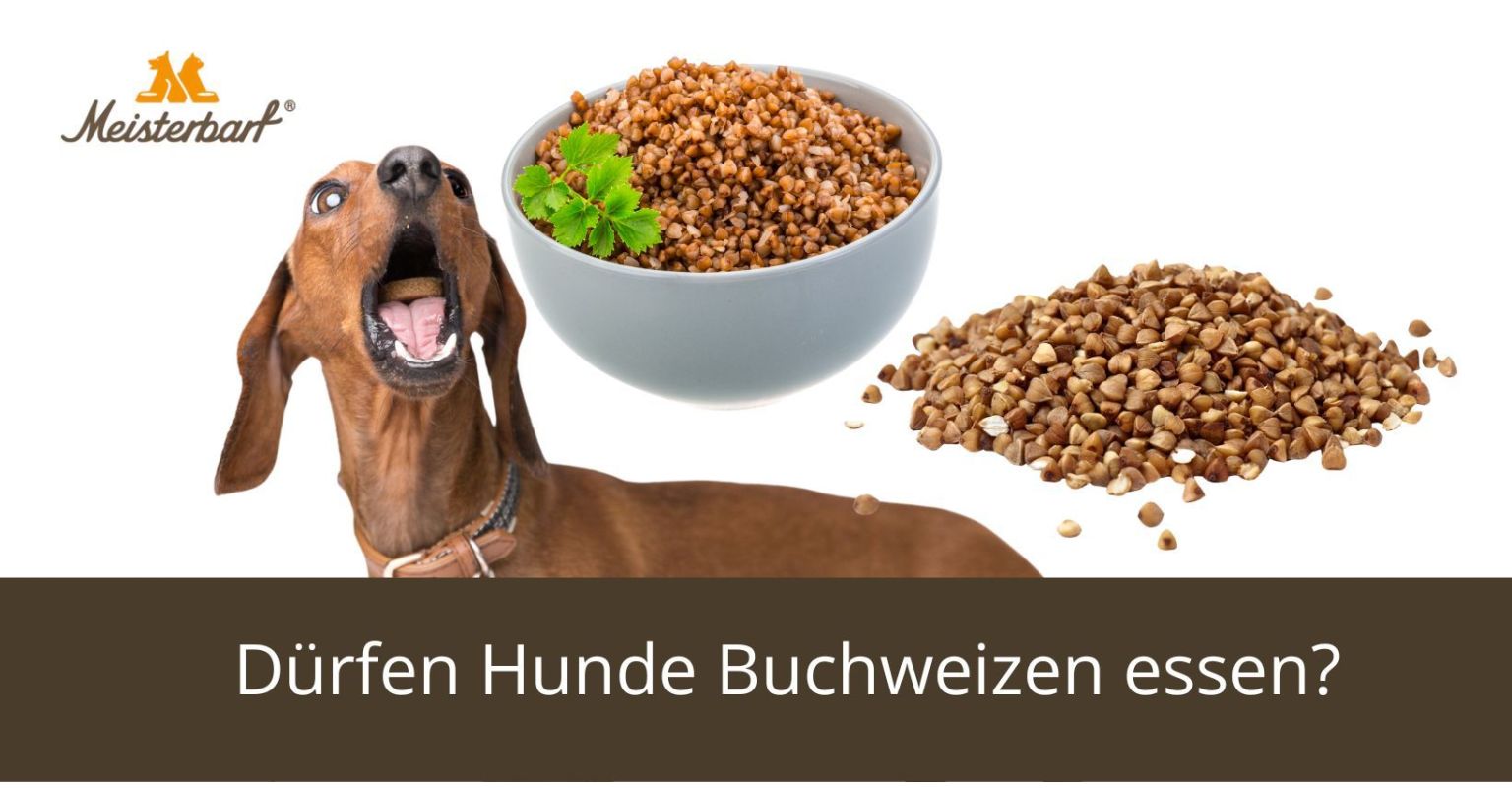 Dürfen Hunde Buchweizen essen?