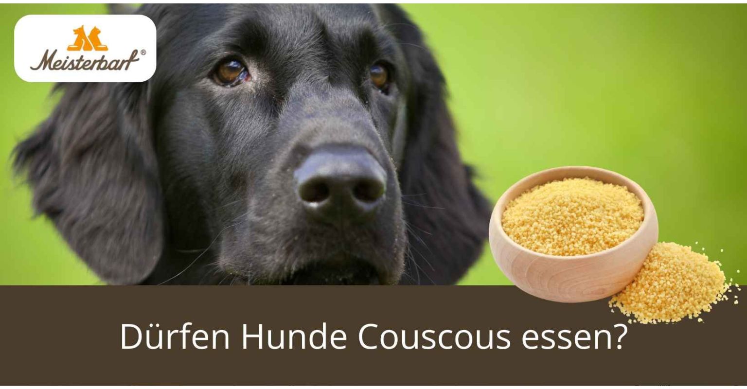 Dürfen Hunde Couscous essen?