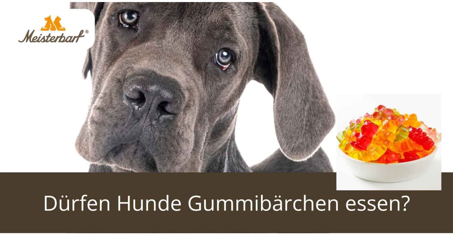 Dürfen Hunde Gummibärchen essen?