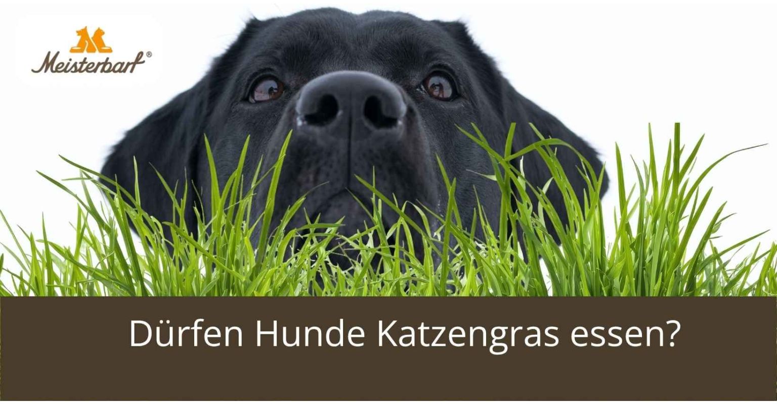Dürfen Hunde Katzengras essen?