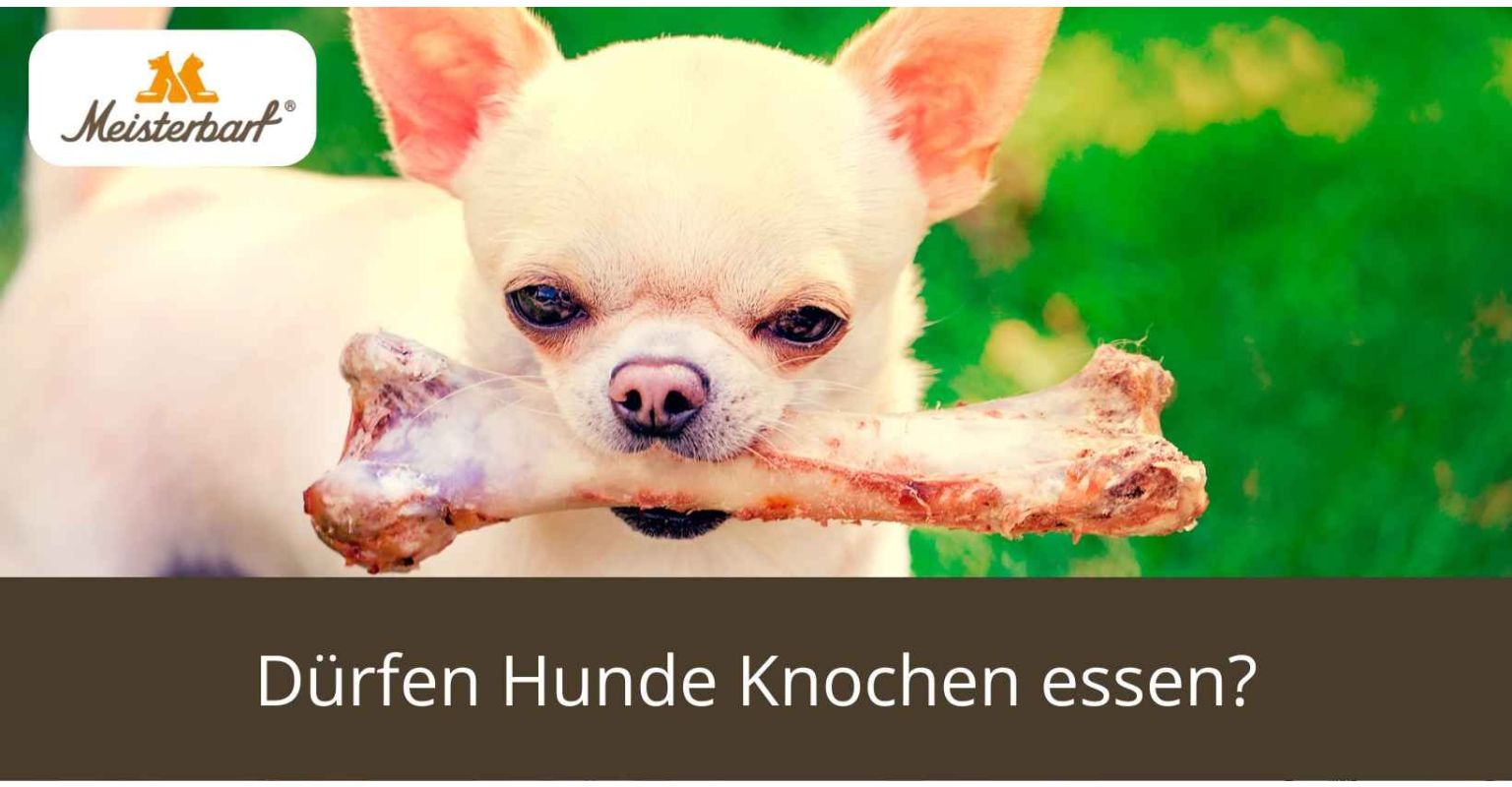Dürfen Hunde Knochen essen?