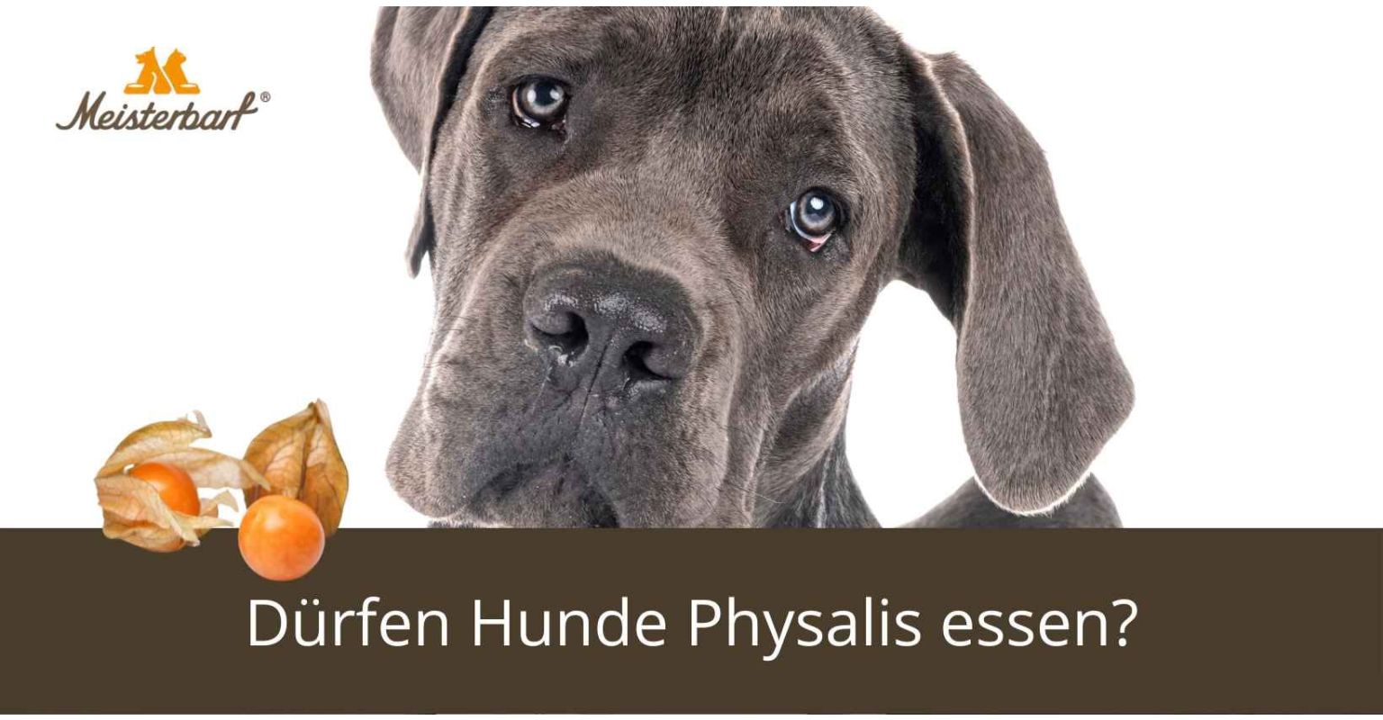 Dürfen Hunde Physalis essen?