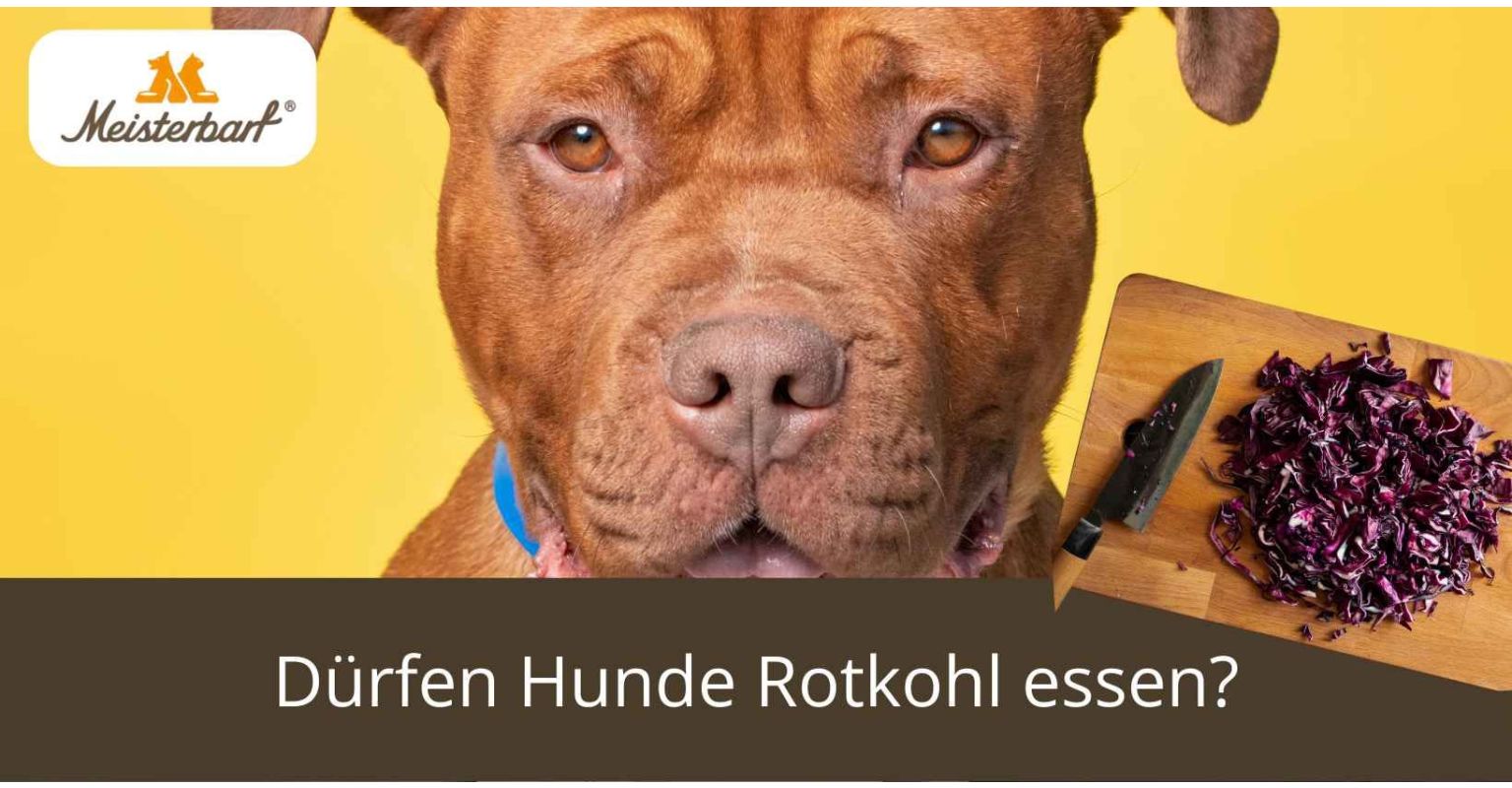 Dürfen Hunde Rotkohl essen?