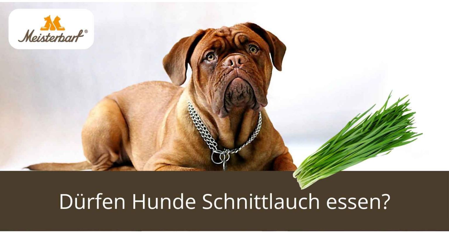Dürfen Hunde Schnittlauch essen?