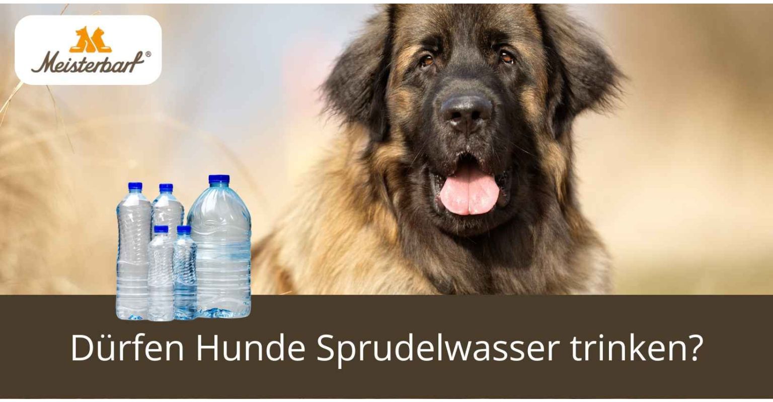 Dürfen Hunde Sprudelwasser trinken?
