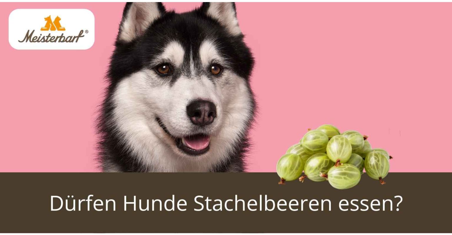 Dürfen Hunde Stachelbeeren essen?