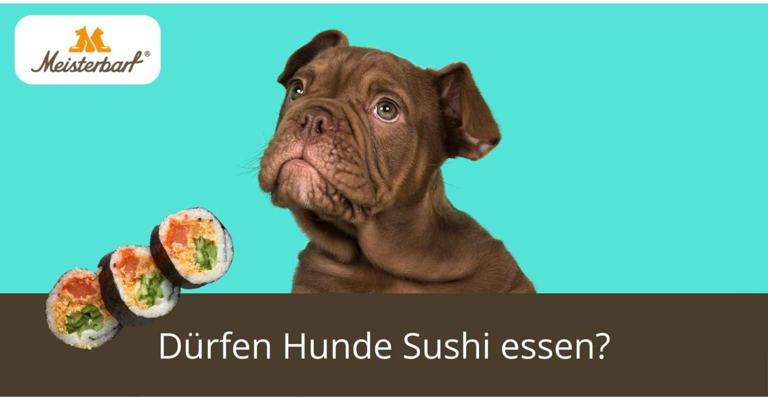Dürfen Hunde Sushi essen?