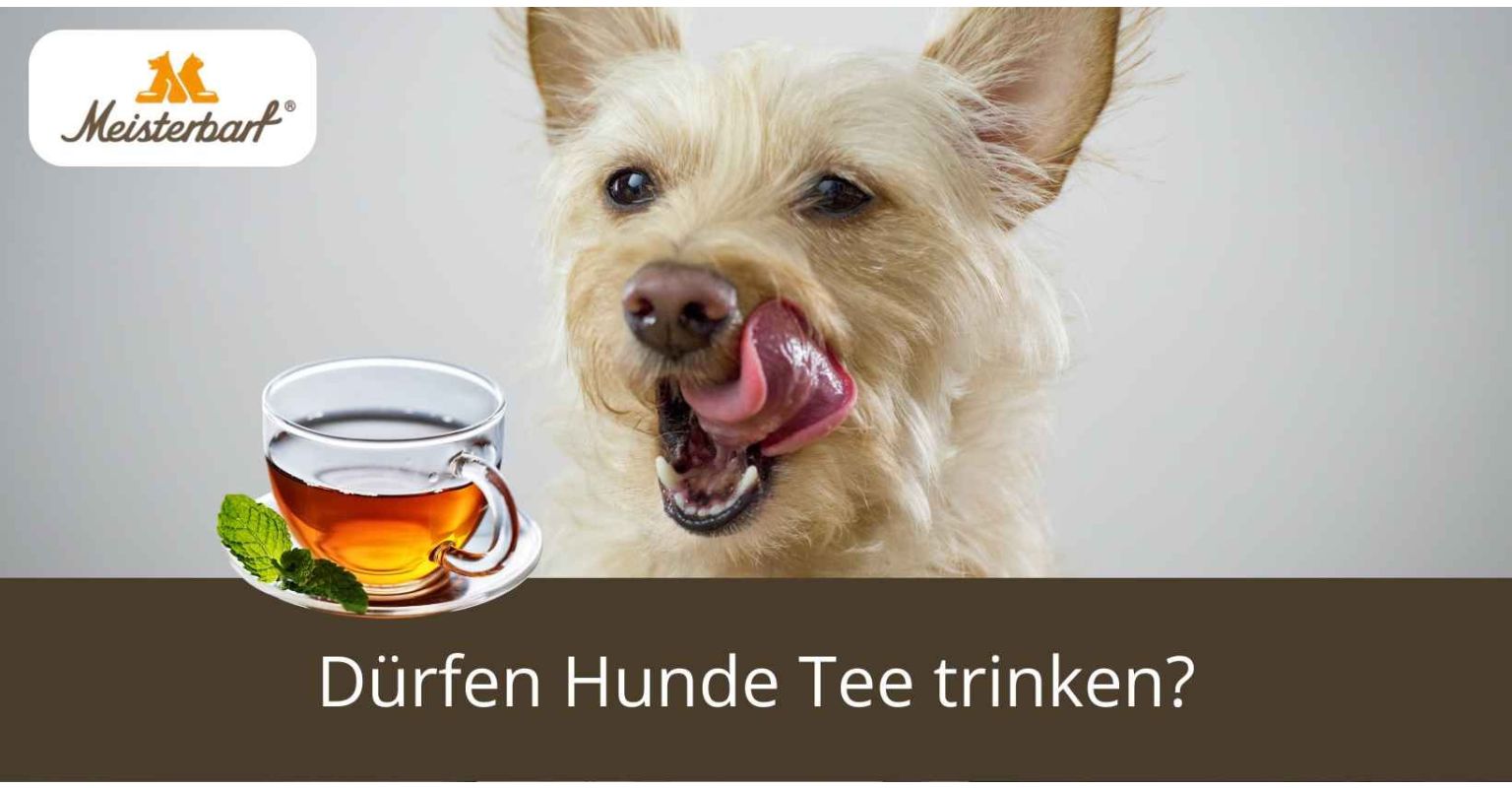 Dürfen Hunde Tee trinken?
