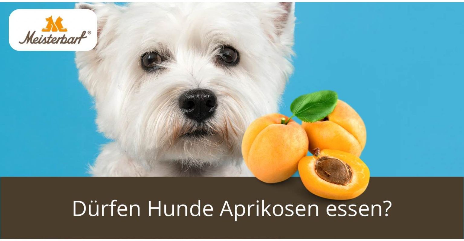 Dürfen Hunde Aprikosen essen?