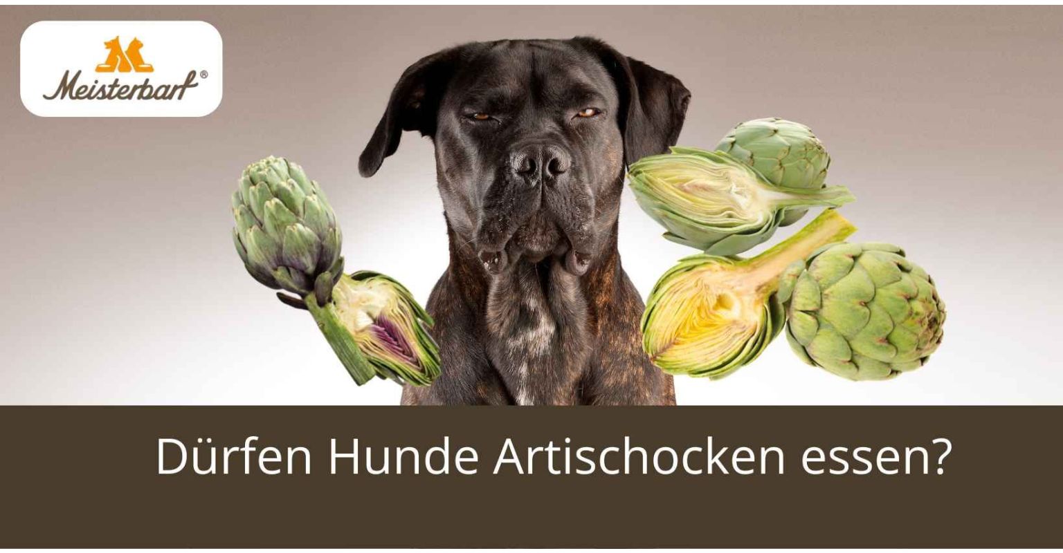 Dürfen Hunde Artischocken essen?