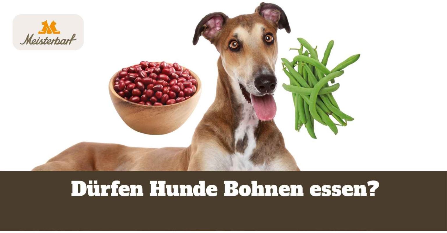 Dieses Bild zeigt Bohnen, die Hunde essen dürfen.