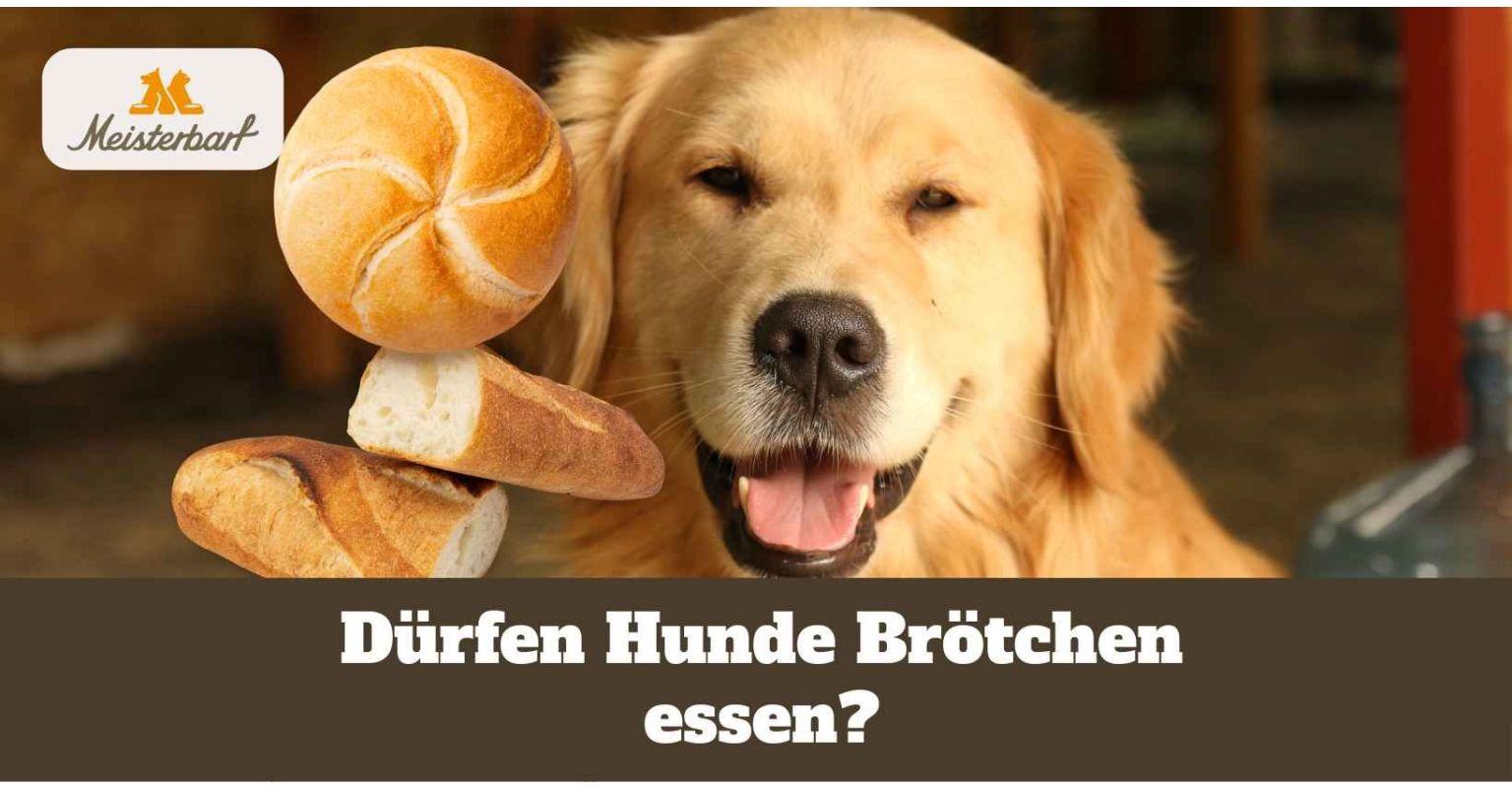 Dürfen Hunde Brötchen essen?