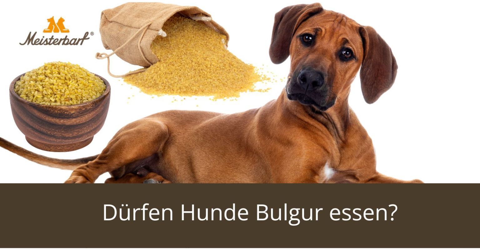 Dürfen Hunde Bulgur essen?