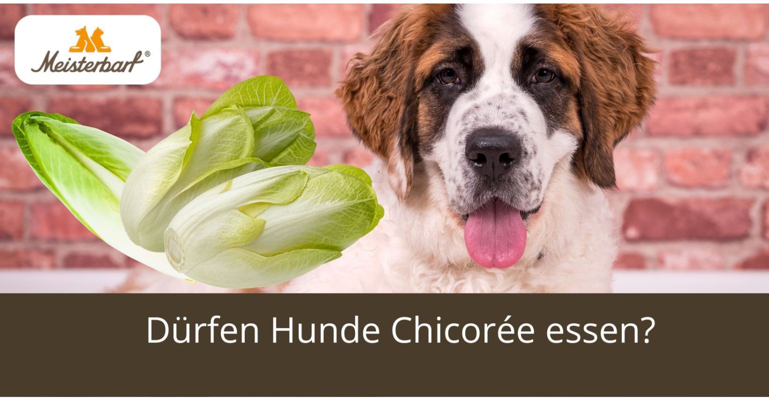 Dürfen Hunde Chicorée essen?