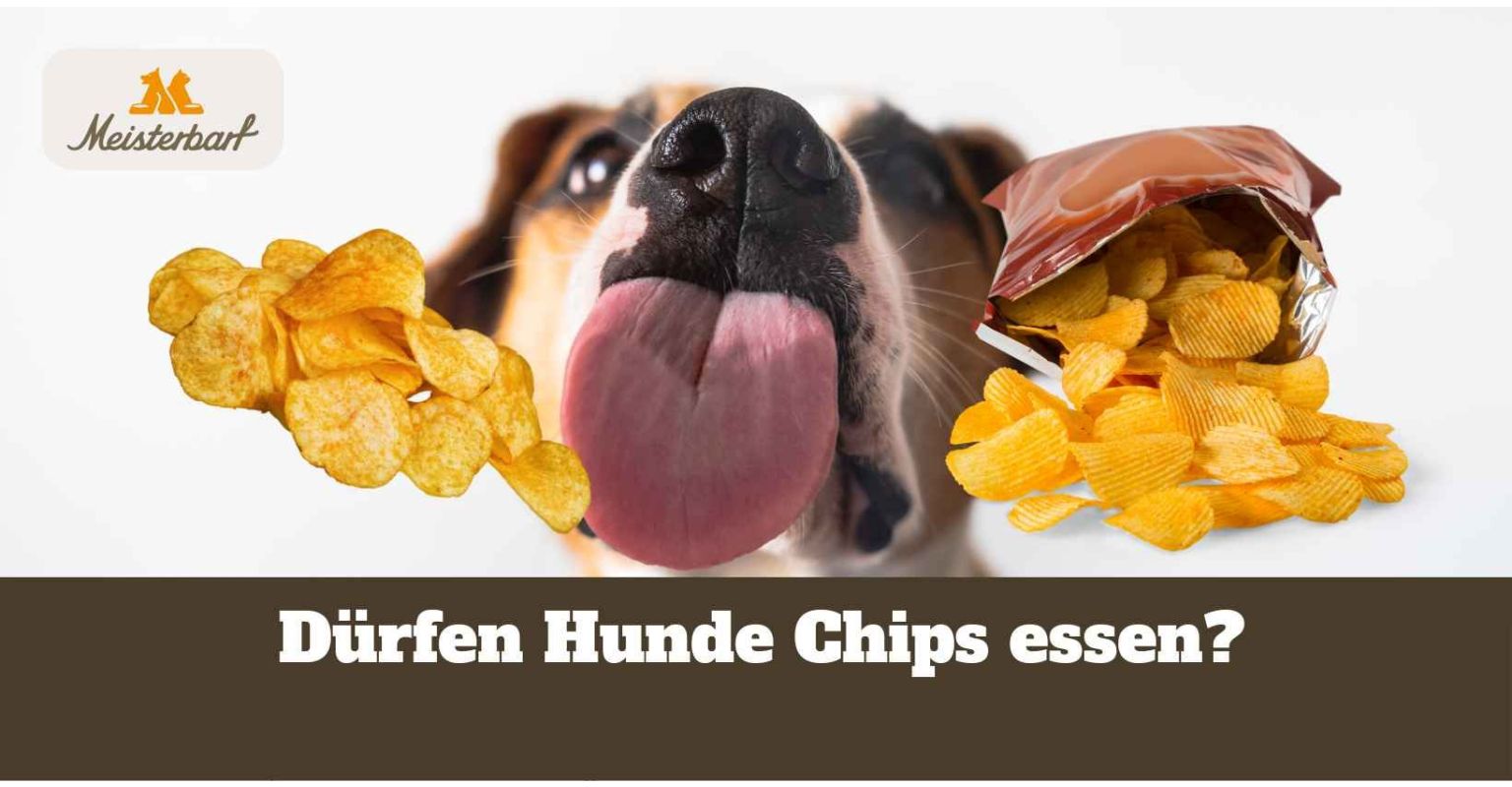 Dürfen Hunde Chips essen?