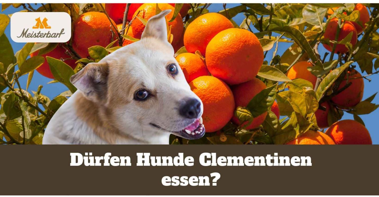 Dürfen Hunde Clementinen essen?