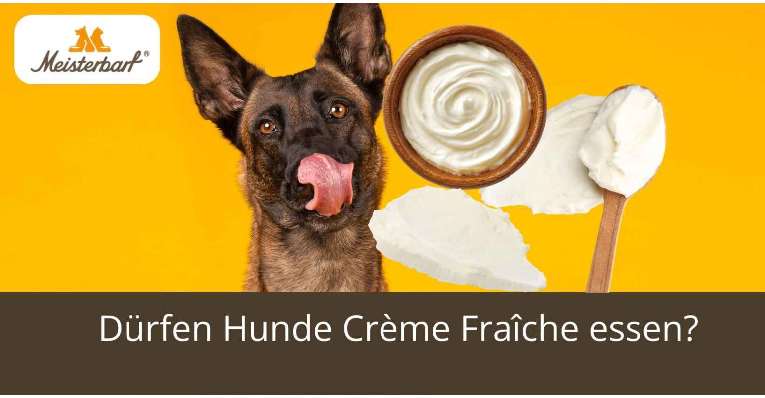 Dürfen Hunde Crème Fraîche essen?