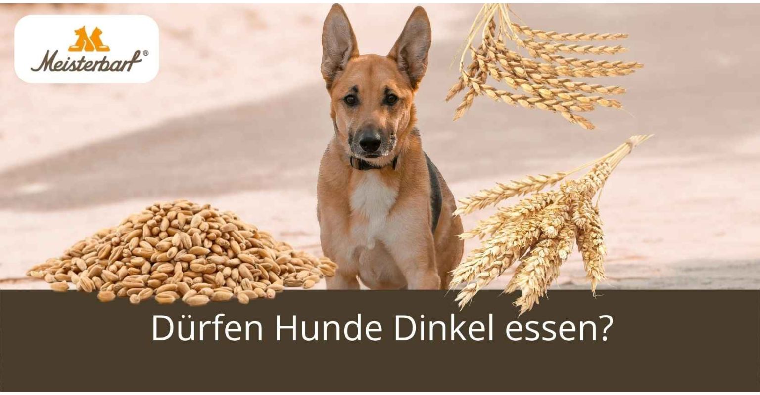 Dürfen Hunde Dinkel essen?